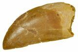 Serrated, Carcharodontosaurus Tooth - Real Dinosaur Tooth #372281-1